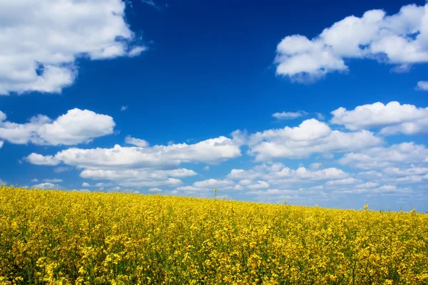 O campo de flores amarelas — Fotografia de Stock
