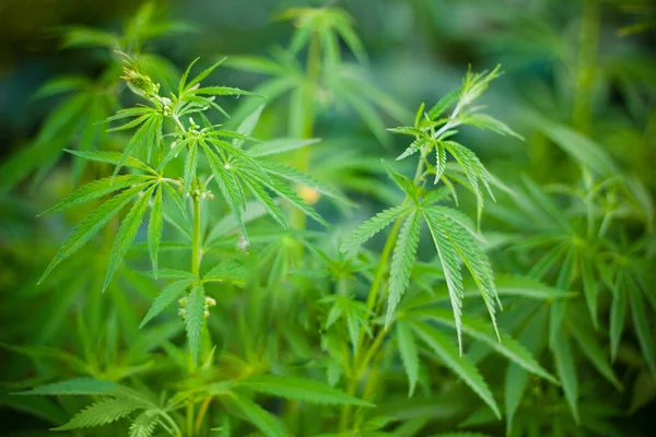 大麻植物の背景 — ストック写真