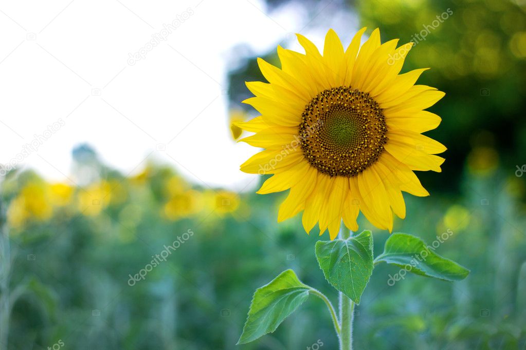Sunflower at the field in summer
