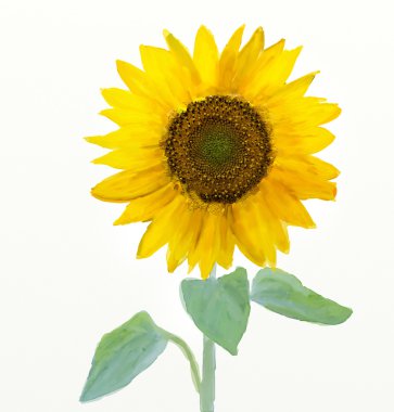 Watercolor -Sunflower clipart