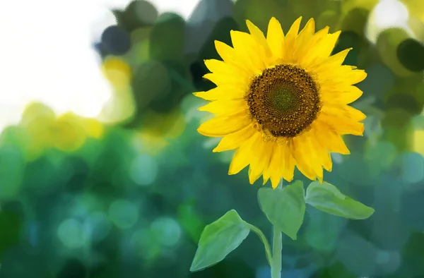 stock image Watercolor -Sunflower