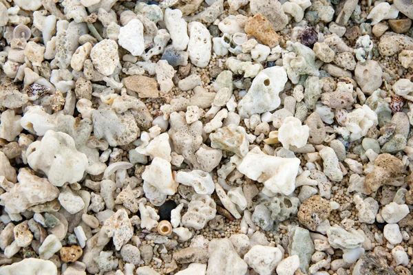 Conchas na praia do oceano, fundo — Fotografia de Stock