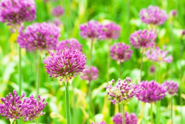 Allium