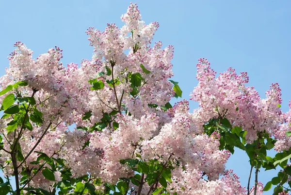 stock image The Lilac