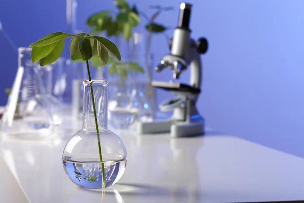 Πράσινα φυτά στη βιολογία laborotary — Φωτογραφία Αρχείου
