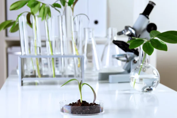 Plantas verdes em laboratório de biologia — Fotografia de Stock