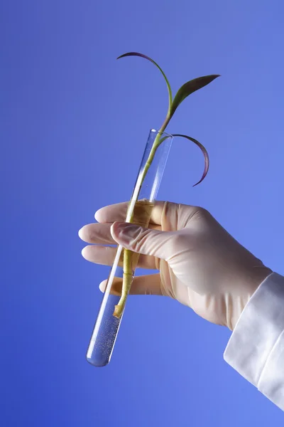 Gröna växter i biologi laborotary — Stockfoto