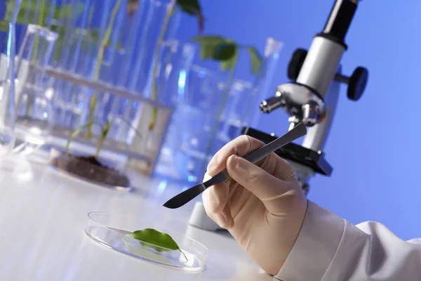 Yeşil bitki Biyoloji laborotary içinde — Stok fotoğraf