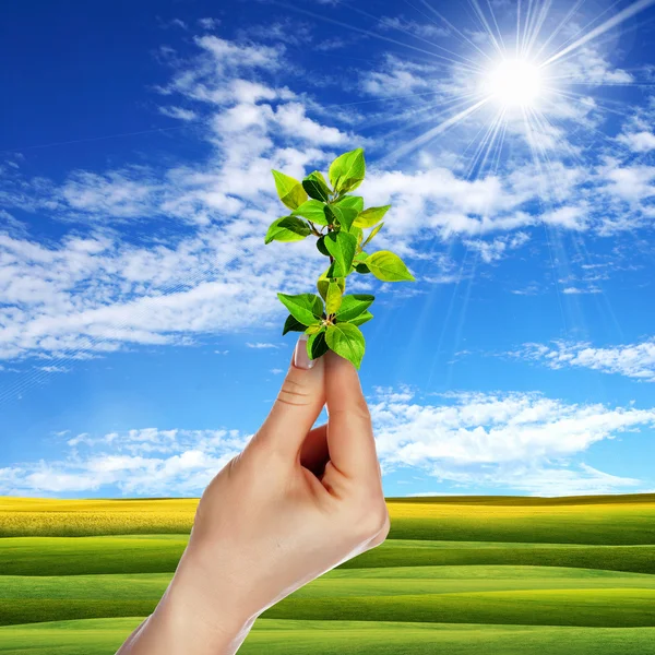 Hands holding green sprouts — Stock Photo, Image