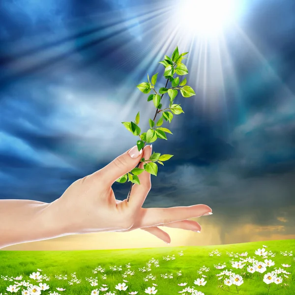 Hands holding green sprouts — Stock Photo, Image