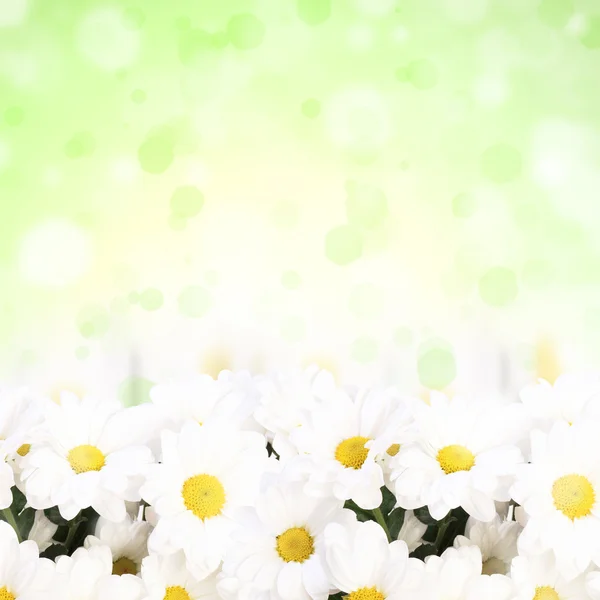 Farbenfroher Hintergrund mit Kamille — Stockfoto