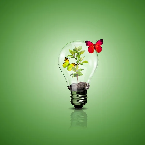 电光源灯泡和里面的植物 — 图库照片