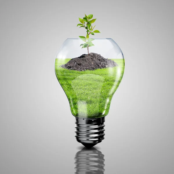 电光源灯泡和里面的植物 — 图库照片