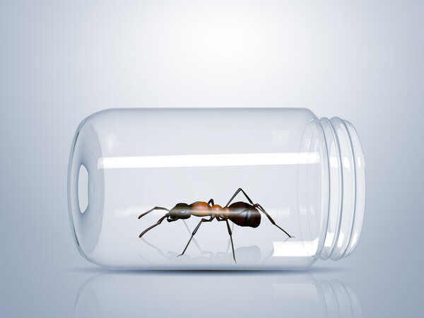 Ant in a glass jar