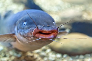 Freshwater catfish clipart