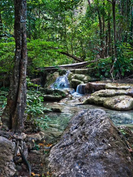 Foresta pluviale — Foto Stock