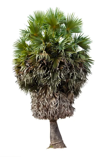 Palmeira isolada sobre fundo branco — Fotografia de Stock