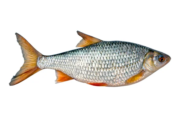 Peixe fresco — Fotografia de Stock