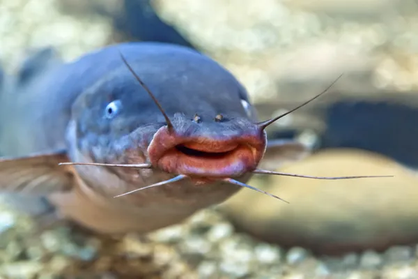 Pesce gatto d'acqua dolce — Foto Stock