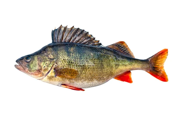 Freshwater perch — Stock Photo, Image