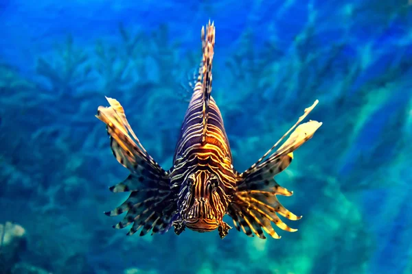 Peixe-leão — Fotografia de Stock