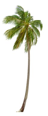 Coconut palm tree isolated on white background. XXL size. clipart