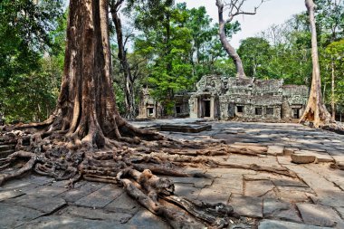 Tapınağın içinde dev ağaçları ile ta prohm Kamboçya'da manzara