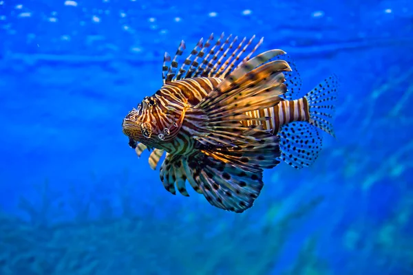 León peces nadando bajo el agua —  Fotos de Stock