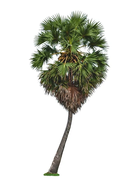 被白色背景隔离的棕榈树 — 图库照片