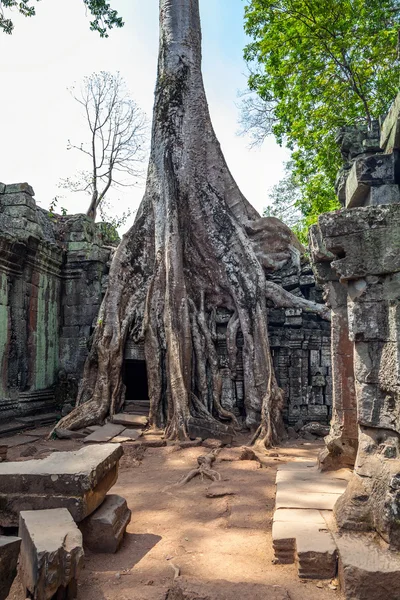 Le rovine del Tempio di Ta Prohm in Cambogia — Foto Stock