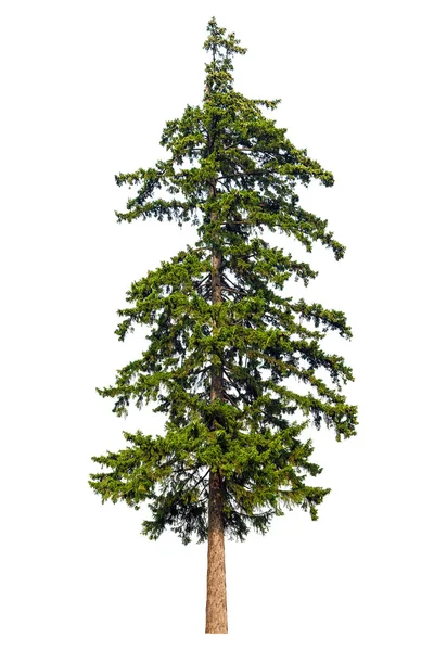 Dennenboom geïsoleerd op witte achtergrond — Stockfoto
