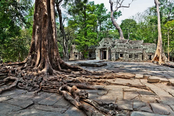 Landschap met de gigantische bomen in de tempel van ta prohm in Cambodja — Stockfoto