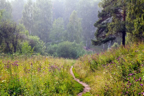 Ομίχλη καλοκαίρι στο δάσος — Φωτογραφία Αρχείου