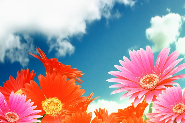 Fondo colorido de flores —  Fotos de Stock