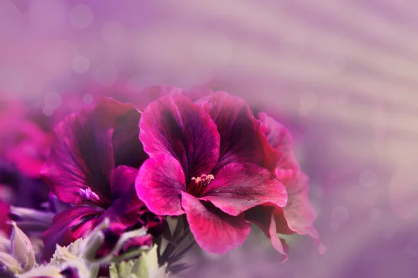 Paarse bloem achtergrond — Stockfoto