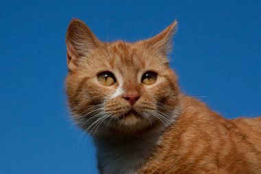 Kırmızı kedi uzakta seyir