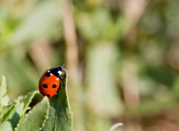 Little ladybird on the leave — Stock Photo, Image