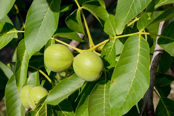 Zelené ořechy na stromě — Stock fotografie