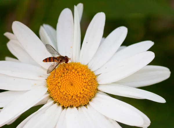 stock image Chamomile close up