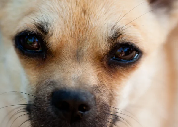 Sadness dog face close up — Stock Photo, Image