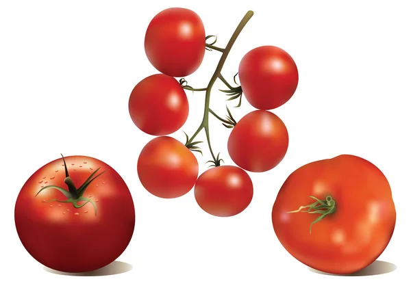 Tomaten. — Stockvektor