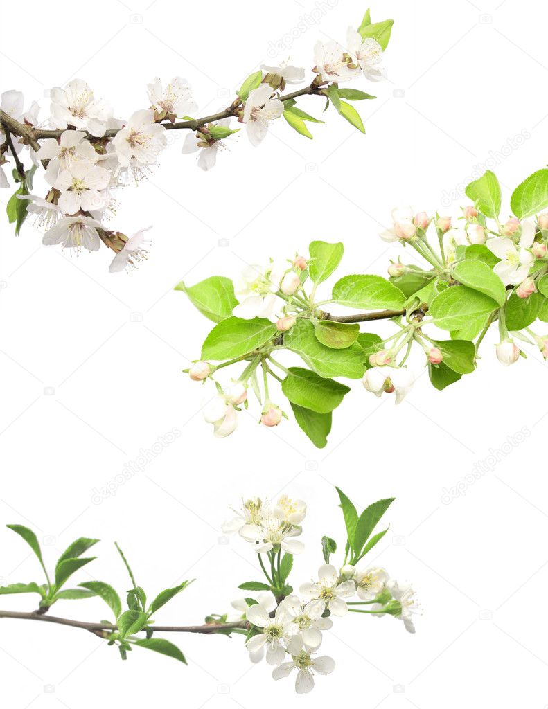 Set of flowering plant