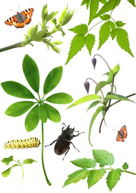 Collection of green leaves and insects clipart