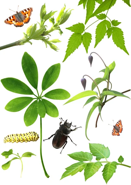 Yeşil yaprakları ve böcekler koleksiyonu — Stok fotoğraf