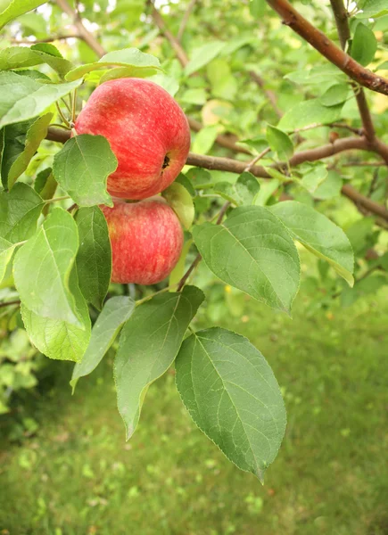 Tanaman apel. — Stok Foto