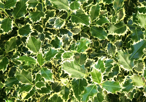 Čerstvé zelené listy Holly — Stock fotografie