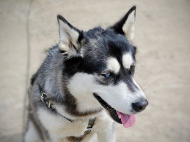 husky köpek.