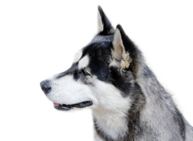 Genç köpek.