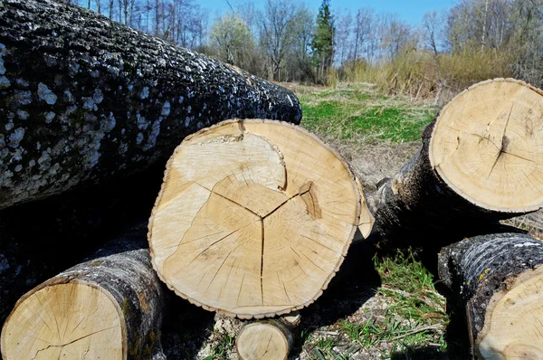 Kácet stromy. — Stock fotografie