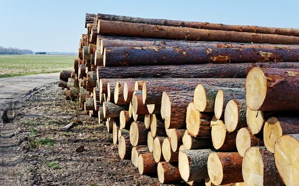 Logs em uma pilha — Fotografia de Stock